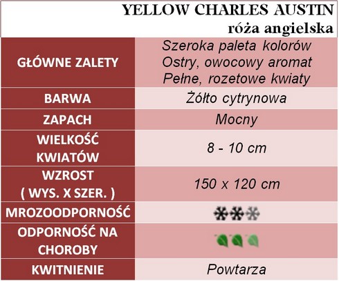 YELLOW CHARLES AUSTIN róża angielska gł. zal